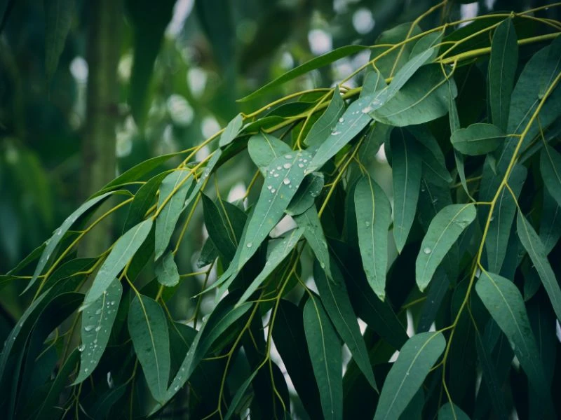 澳洲尤加利 Eucalyptus