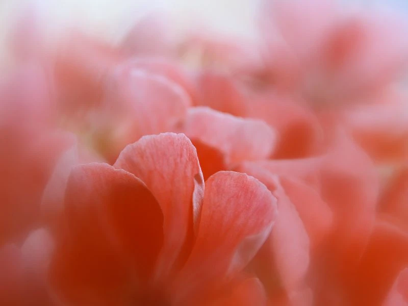 玫瑰天竺葵 Rose Geranium
