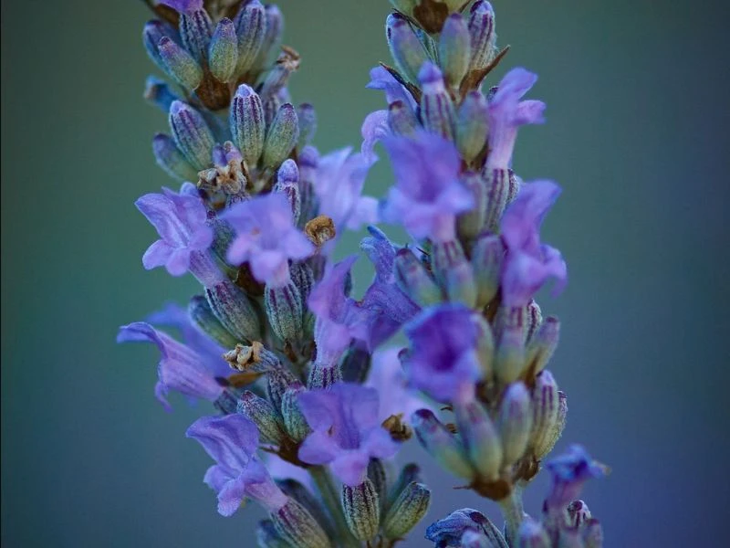 真正薰衣草 Lavender