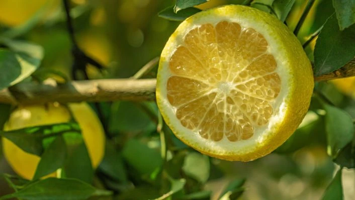 檸檬 Lemon
