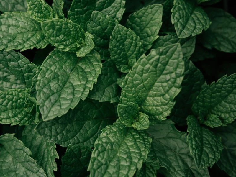 胡椒薄荷 Peppermint