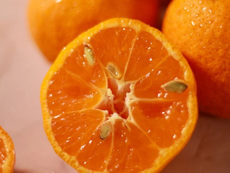 甜橙 Sweet Orange