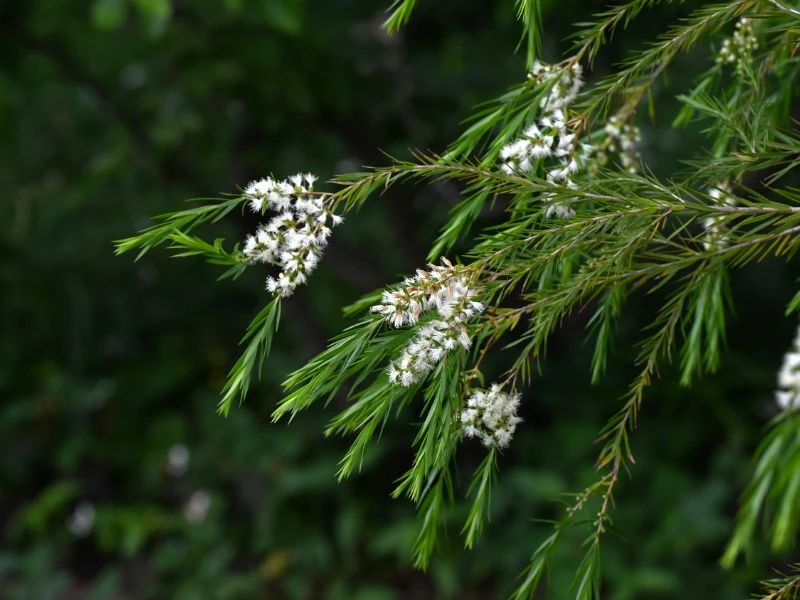 茶樹 Tea Tree